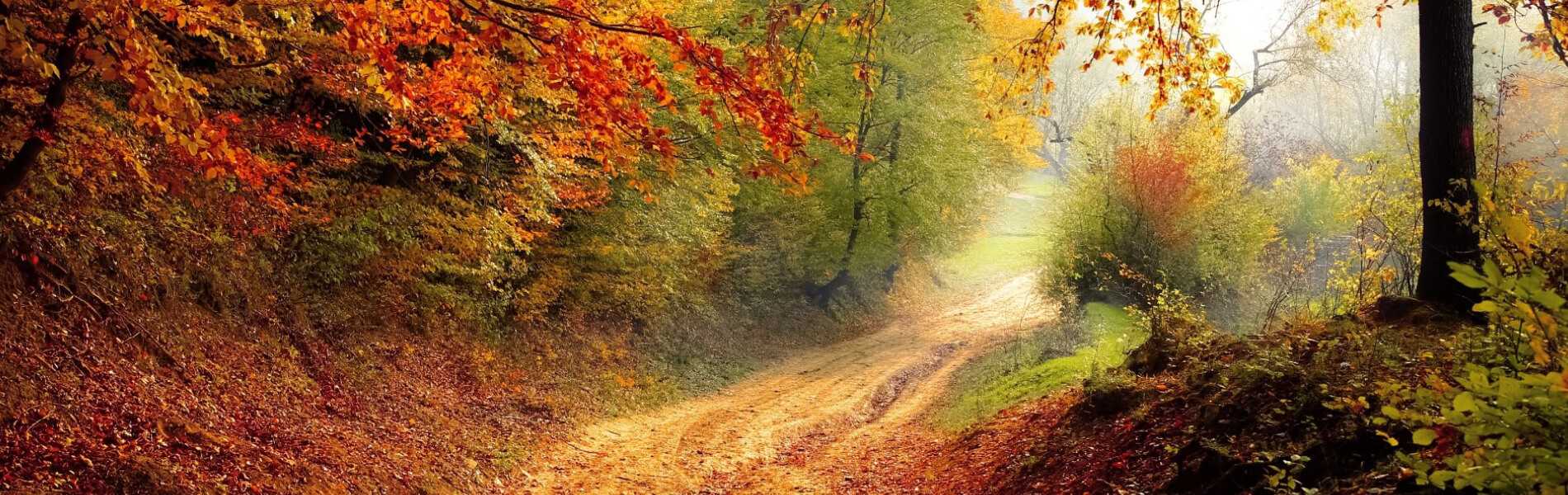 Path through woods in Autumn